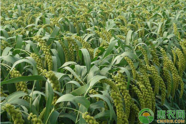 谷子种植方法主要都有哪些？-图片版权归惠农网所有