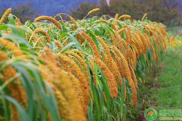 粟米是什么？怎么种？-图片版权归惠农网所有