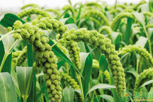粟米是什么？怎么种？-图片版权归惠农网所有