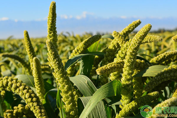 粟米是什么？怎么种？-图片版权归惠农网所有