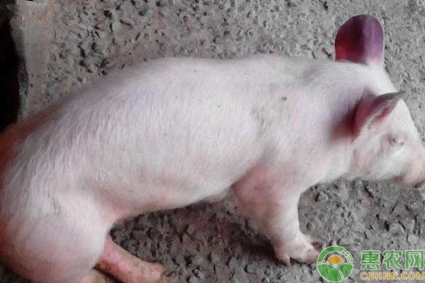 养猪技术:治疗猪病的13个偏方 养猪技术:治疗猪病的13个偏方-图片版权归惠农网所有