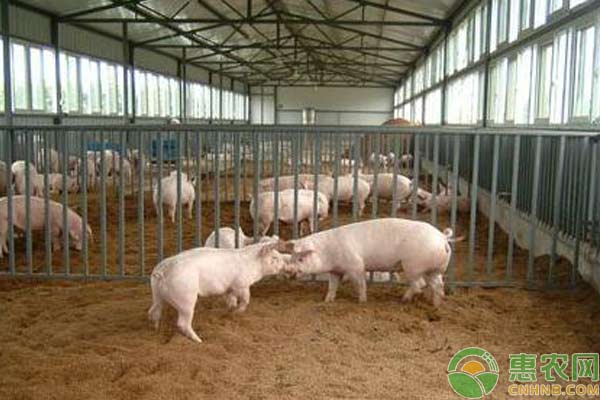 养猪技术:治疗猪病的13个偏方 养猪技术:治疗猪病的13个偏方-图片版权归惠农网所有