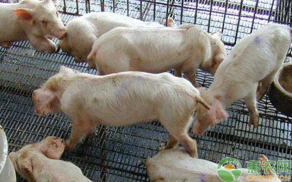 猪有白色的眼屎怎么办？-图片版权归惠农网所有