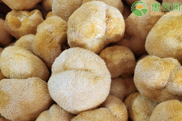 猴头菇优质栽培技术模式-图片版权归惠农网所有