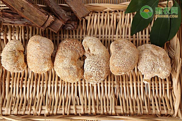 猴头菇怎么种?猴头菇的种植技术分享-图片版权归惠农网所有