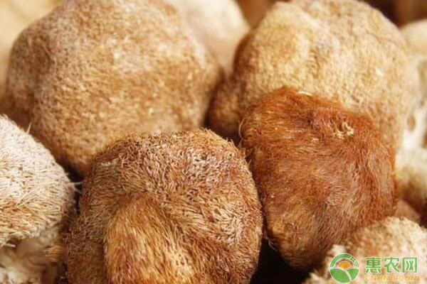 猴头菇怎么种?猴头菇的种植技术分享-图片版权归惠农网所有