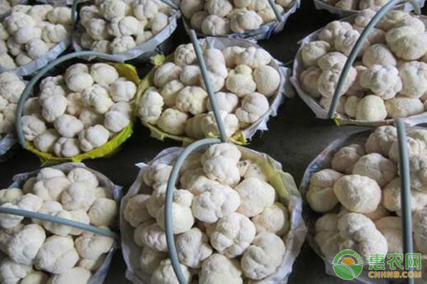 猴头菇栽培技术要点 猴头菇的栽培季节及栽培技术要点-图片版权归惠农网所有