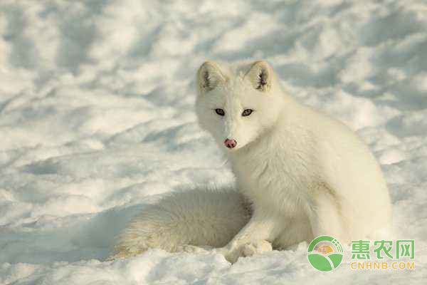 狐狸有哪些品种?狐狸养殖技术要点 狐狸有哪些品种?狐狸养殖技术要点-图片版权归惠农网所有
