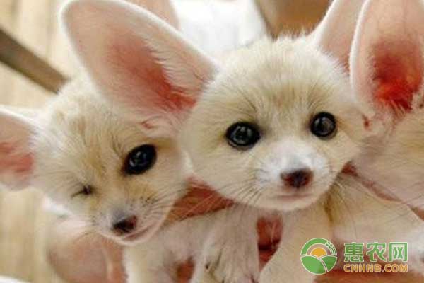 怀孕母狐狸怎么饲养管理?产子母狐狸怎么饲养管理? 怀孕母狐狸怎么饲养管理?母狐狸生产怎么办?-图片版权归惠农网所有