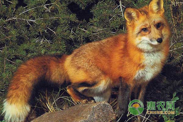 怀孕母狐狸怎么饲养管理?产子母狐狸怎么饲养管理? 怀孕母狐狸怎么饲养管理?母狐狸生产怎么办?-图片版权归惠农网所有