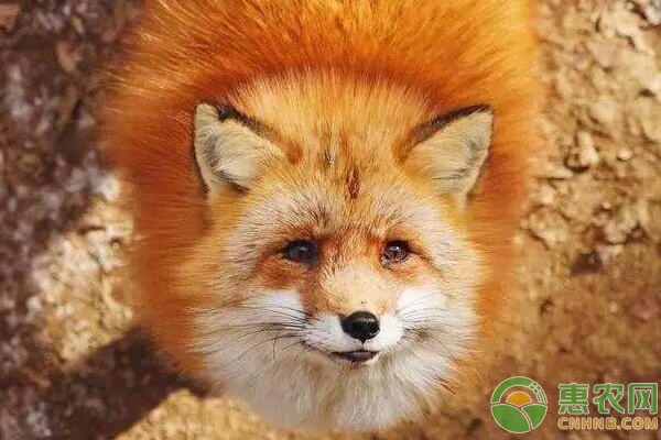 狐狸养殖案例讲解：发霉玉米喂狐狸的危害及防治措施-图片版权归惠农网所有