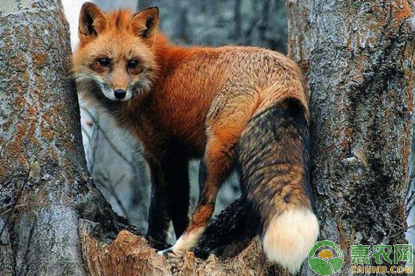 狐狸养殖案例讲解：发霉玉米喂狐狸的危害及防治措施-图片版权归惠农网所有