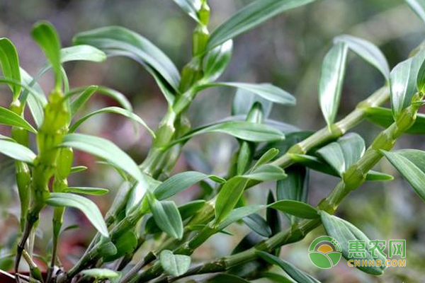 种植技巧.在家种植铁皮石斛的方法-图片版权归惠农网所有