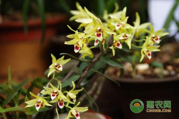 种植技巧.在家种植铁皮石斛的方法-图片版权归惠农网所有