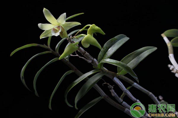 铁皮石斛怎么种植?铁皮石斛种植的十大注意事项 铁皮石斛怎么种植?铁皮石斛种植的十大注意事项-图片版权归惠农网所有