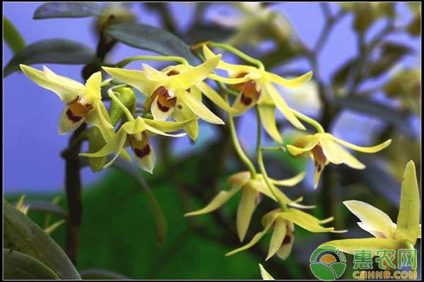 铁皮石斛怎么种植?铁皮石斛种植的十大注意事项 铁皮石斛怎么种植?铁皮石斛种植的十大注意事项-图片版权归惠农网所有