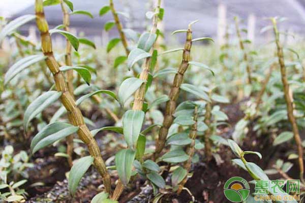 铁皮石斛怎么种植?铁皮石斛种植的十大注意事项 铁皮石斛怎么种植?铁皮石斛种植的十大注意事项-图片版权归惠农网所有