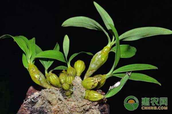 铁皮石斛这样种，高产又高效-图片版权归惠农网所有