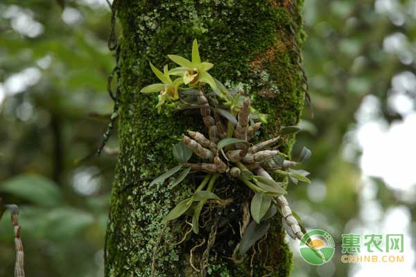 铁皮石斛这样种，高产又高效-图片版权归惠农网所有