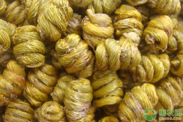 铁皮石斛怎么种？铁皮石斛大棚栽培技术详解-图片版权归惠农网所有