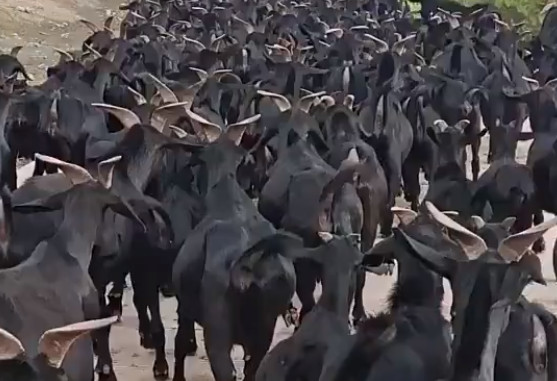 黑山羊饲养管理技术-图片版权归惠农网所有