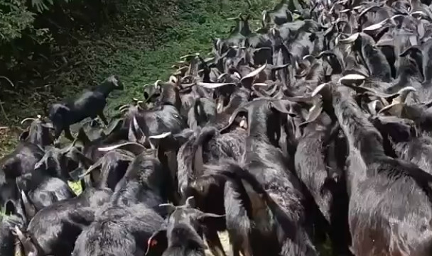 黑山羊饲养管理技术-图片版权归惠农网所有