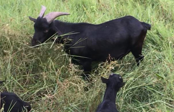 黑山羊饲养管理技术-图片版权归惠农网所有