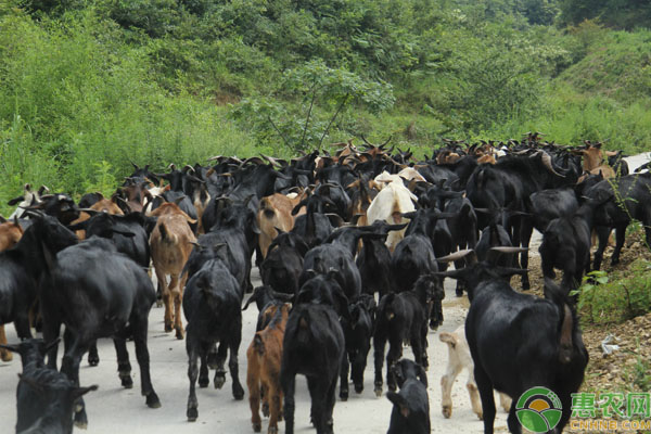 黑山羊养殖饲料 黑山羊养殖环境、饲料、水分管理事项-图片版权归惠农网所有