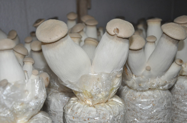 这是一张杏鲍菇栽培技术的配图 杏鲍菇栽培技术-图片版权归惠农网所有