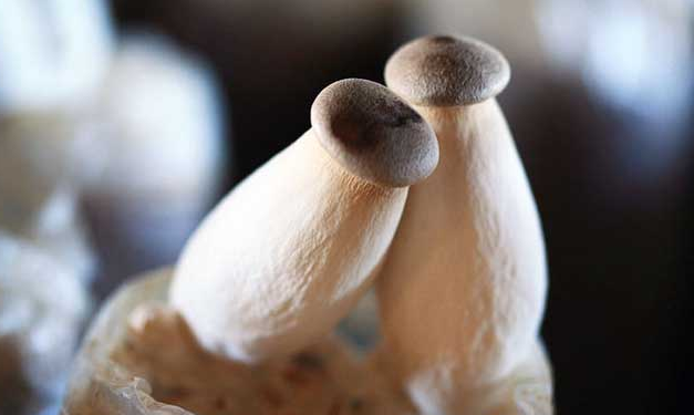 这是一张杏鲍菇栽培技术的配图 杏鲍菇栽培技术-图片版权归惠农网所有