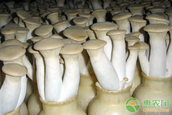 杏鲍菇的高产栽培管理技术-图片版权归惠农网所有