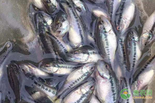 加州鲈鱼苗要怎样转料？-图片版权归惠农网所有
