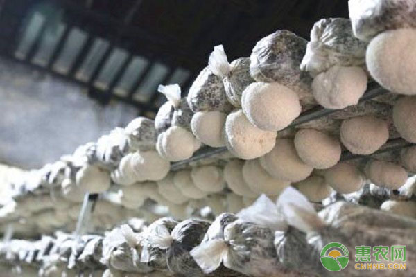猴头菇栽培季节 猴头菇的栽培季节及栽培技术要点-图片版权归惠农网所有