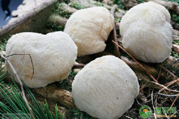 猴头菇 猴头菇的栽培季节及栽培技术要点-图片版权归惠农网所有