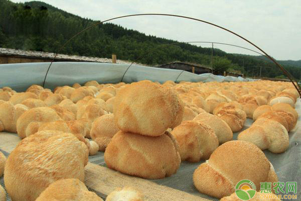 猴头菌生长发育对环境的要求 浅析猴头菌生长发育对环境条件的要求-图片版权归惠农网所有