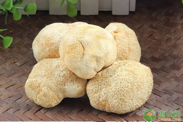 猴头菌生长发育对环境的要求 浅析猴头菌生长发育对环境条件的要求-图片版权归惠农网所有