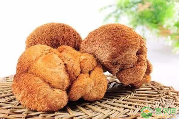 猴头菌生长发育对环境的要求 浅析猴头菌生长发育对环境条件的要求-图片版权归惠农网所有