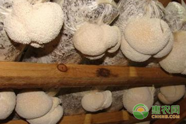猴头菇栽培前准备：前25天为始期-图片版权归惠农网所有