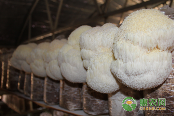 猴头菇栽培前准备：前25天为始期-图片版权归惠农网所有