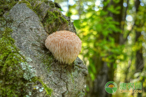 猴头菇栽培前准备：前25天为始期-图片版权归惠农网所有