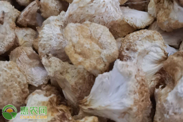 猴头菇优质栽培技术模式-图片版权归惠农网所有