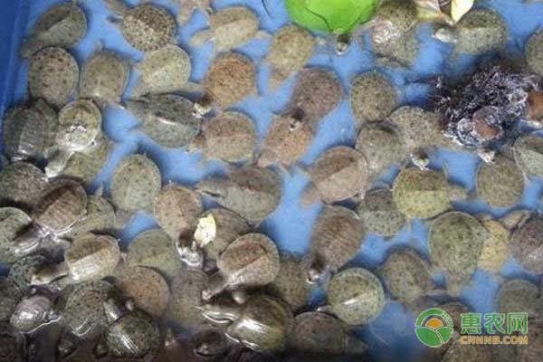 甲鱼夏季养殖注意事项-图片版权归惠农网所有