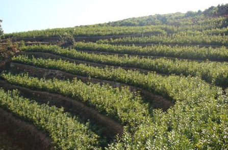 杨梅种植的育苗方法-图片版权归惠农网所有