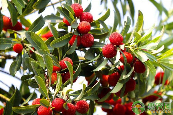 东魁杨梅的种植技术要点-图片版权归惠农网所有