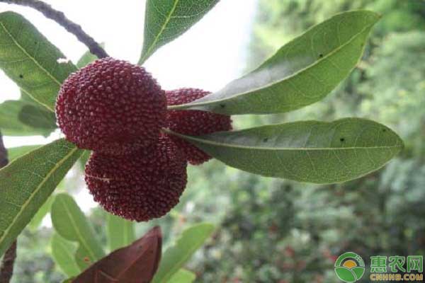 东魁杨梅的种植技术要点-图片版权归惠农网所有