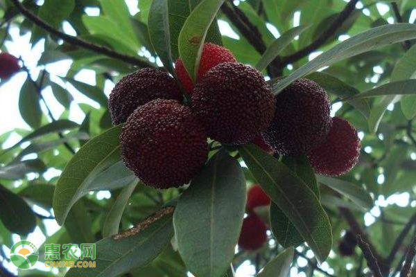 东魁杨梅的种植技术要点-图片版权归惠农网所有