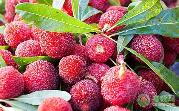 杨梅盆栽种植方法-图片版权归惠农网所有