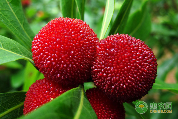 杨梅盆栽种植方法-图片版权归惠农网所有