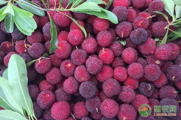 杨梅盆栽种植方法-图片版权归惠农网所有