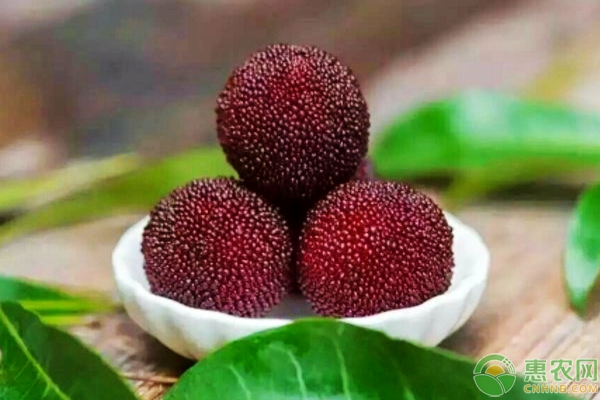 想要延长杨梅销售期，采收、储藏技术一定要学会！-图片版权归惠农网所有